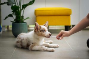 Veterinary technician and pet