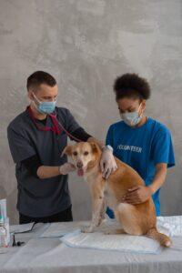 Veterinary technician helping a Veterinarian